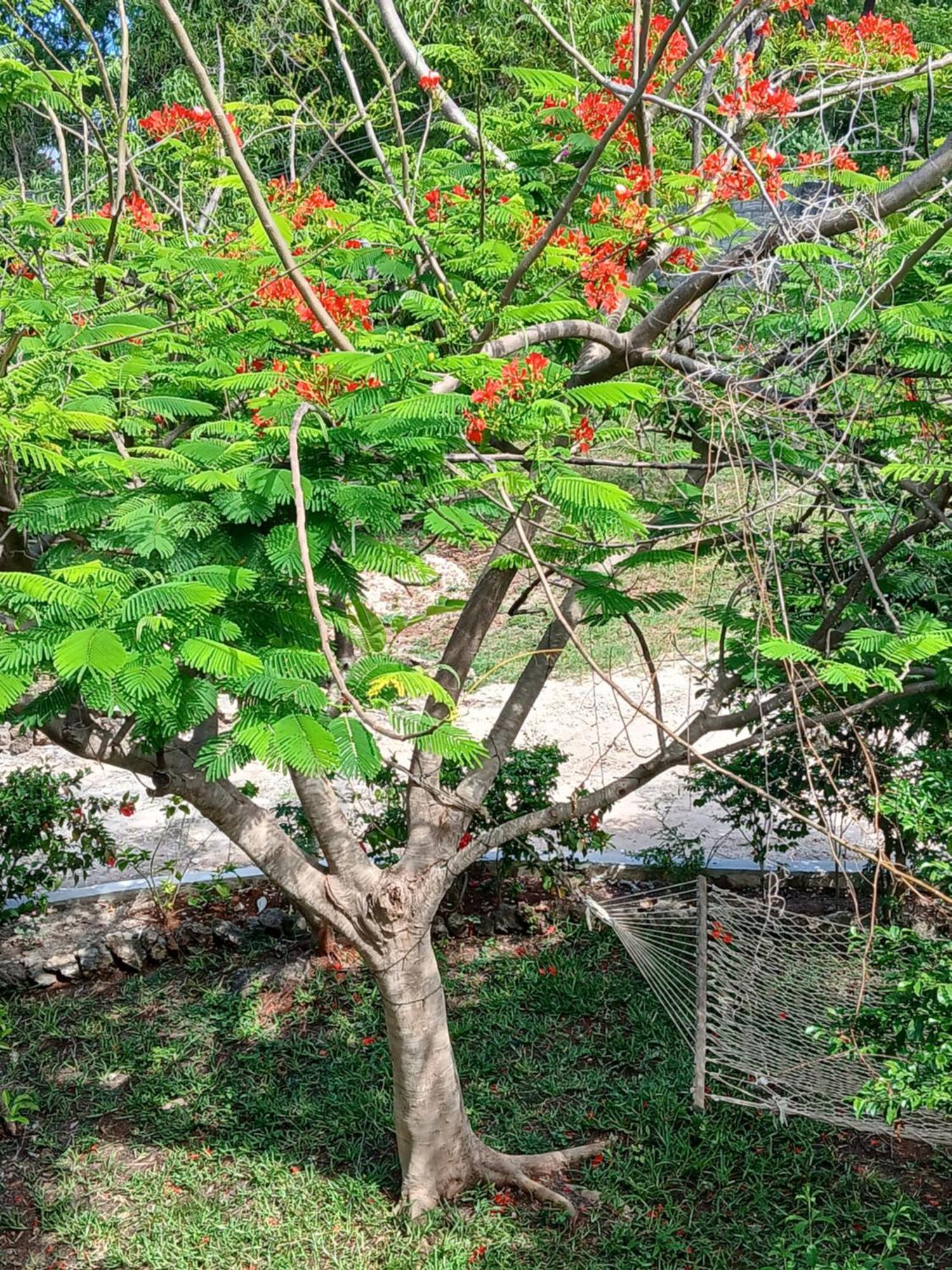 Majani Breeze Villa Nungwi Exterior photo